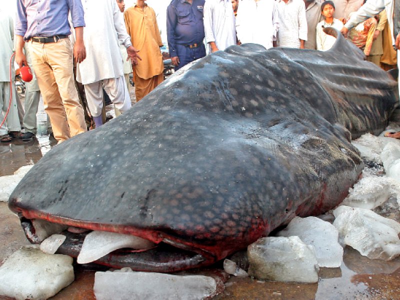 the whale shark that was dragged to the fish harbour on friday morning has been stuffed with ice to slow down the rate of decay there are no wounds on its body and the cause of its death has yet to be determined photo athar khan express