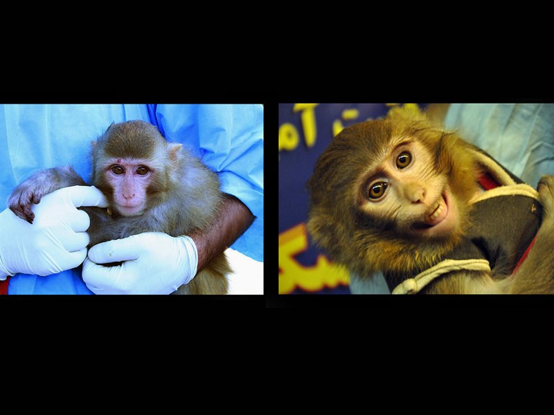 a combo shows an image left obtained from the official irna which was also published by other local news agencies and claimed to have been taken on january 28 2013 showing a man holding a live monkey with light fur and a mole above its right eye before being sent in a capsule during for a sub orbital flight the image right obtained from the isna and taken on january 30 2013 shows a man holding a monkey which has darker fur and no mole above the eye photo afp