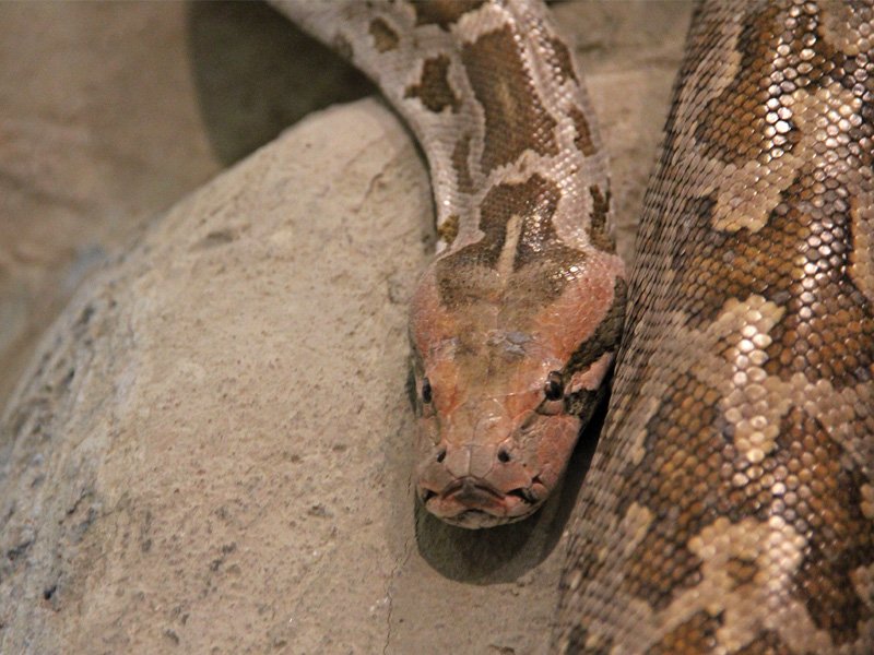 brothers hamza and hassan hussain own 28 snakes including indian rock pythons above and bottom right hassan poses with one of the indian rock pythons as well as an albino python right photo ayesha mir express