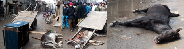 passengers had tried to help the suffering horse but received electric shocks themselves photo khurram shehzad express passengers had tried to help the suffering horse but received electric shocks themselves photo khurram shehzad express