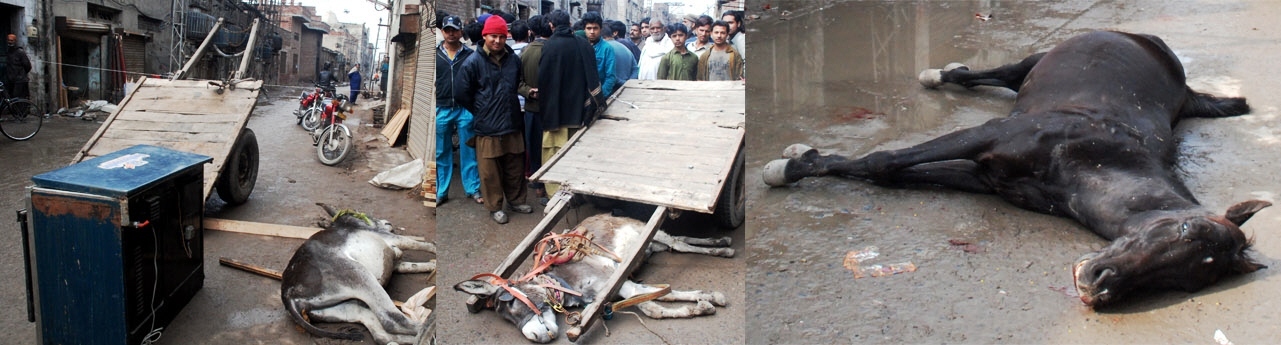 passengers had tried to help the suffering horse but received electric shocks themselves photo khurram shehzad express