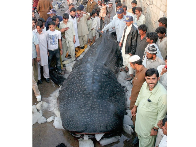 people gather around the seven foot whale shark at the karachi harbour on friday photo file people gather around the seven foot whale shark at the karachi harbour on friday photo file