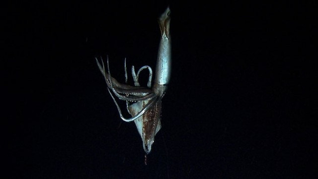 a giant squid up to eight metres long holding a bait squid in its arms against the backdrop of dark oceanic depths at a depth of 630 meters in the sea south of tokyo photo afp a giant squid up to eight metres long holding a bait squid in its arms against the backdrop of dark oceanic depths at a depth of 630 meters in the sea south of tokyo photo afp