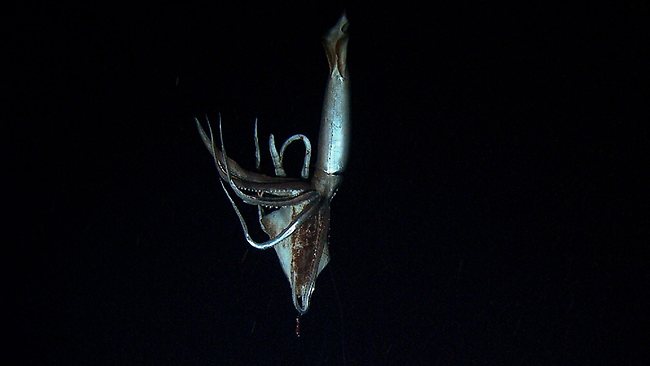 a giant squid up to eight metres long holding a bait squid in its arms against the backdrop of dark oceanic depths at a depth of 630 meters in the sea south of tokyo photo afp