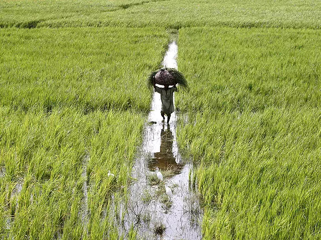irrigated lands contribute more than 90 to total agriculture production which accounts for 22 of the gdp and the employment of 54 of the labour force photo file reuters