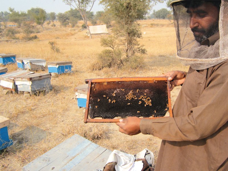 in arid chakwal honeybees come to the rescue of groundnut farmers