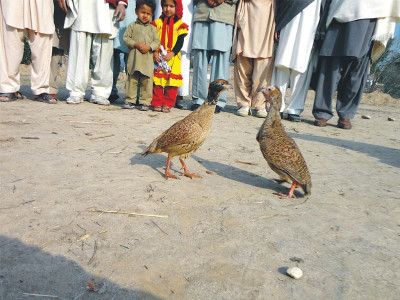 winged warriors karak plays host to fowl play