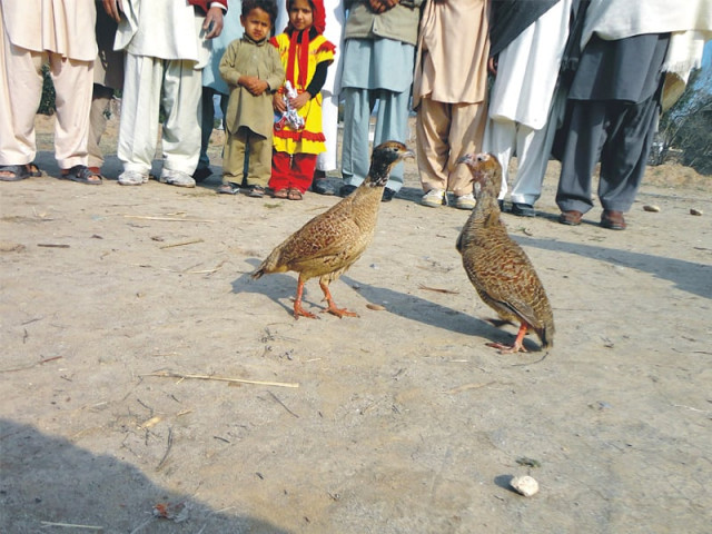 a partridge owner said that deccan partridges are the best fighters and could cost up to rs0 3 million photo express a partridge owner said that deccan partridges are the best fighters and could cost up to rs0 3 million photo express
