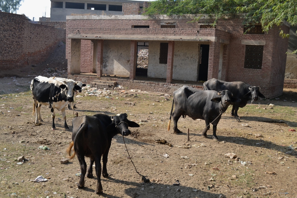 some ghost schools are being used as cattle pens photo express file