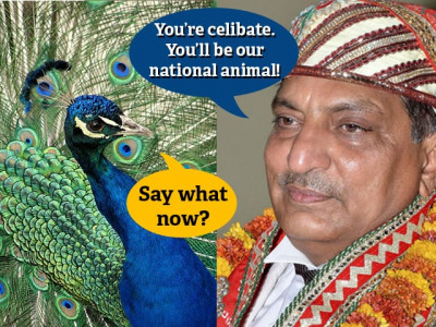 one would think india is a progressive nation until it makes celibate peacocks its national animal one would think india is a progressive nation until it makes celibate peacocks its national animal