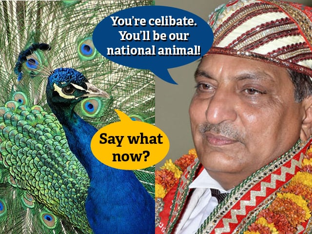 one would think india is a progressive nation until it makes celibate peacocks its national animal