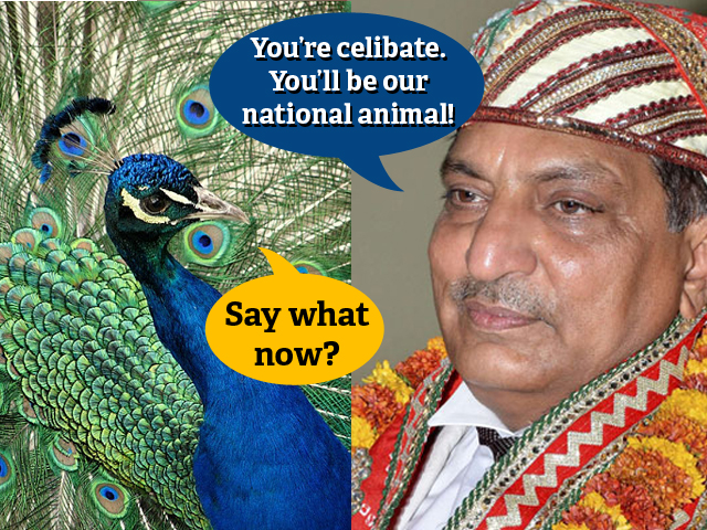 one would think india is a progressive nation until it makes celibate peacocks its national animal