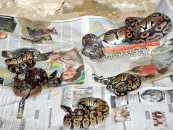 on display after 16 days in transit 31 snakes slither in to karachi zoo