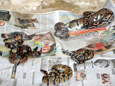 on display after 16 days in transit 31 snakes slither in to karachi zoo