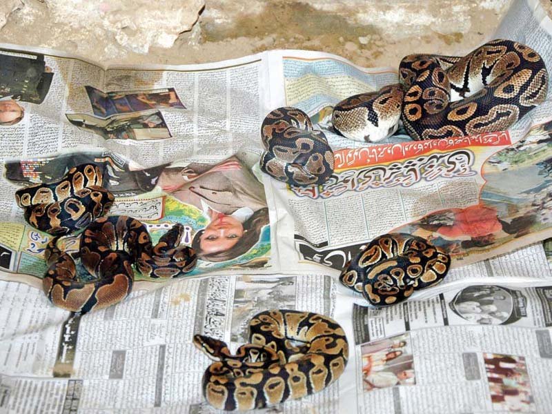 the snakes were transferred to karachi zoo on sunday after customs officials had seized the snakes at the airport after their importer had failed to provide the necessary documents photo courtesy karachi zoo