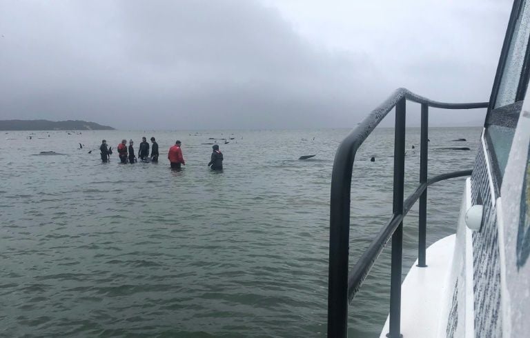 Rescuers are trying to help the surviving whales get back into the open ocean. AFP