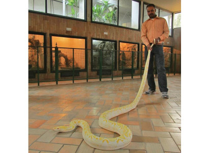 three days at karachi zoo and imported pythons already contract allergies
