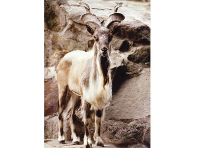 endangered markhor killed in chitral