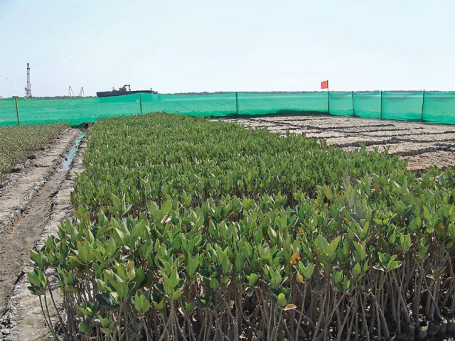 the pakistan international bulk terminal limited in collaboration with the international union for conservation of nature has planted mangrove saplings over 60 acres at korangi creek so far photo courtesy pibt the pakistan international bulk terminal limited in collaboration with the international union for conservation of nature has planted mangrove saplings over 60 acres at korangi creek so far photo courtesy pibt