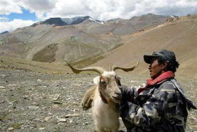 pashmina goats perishing in heavy snow on indian frontier