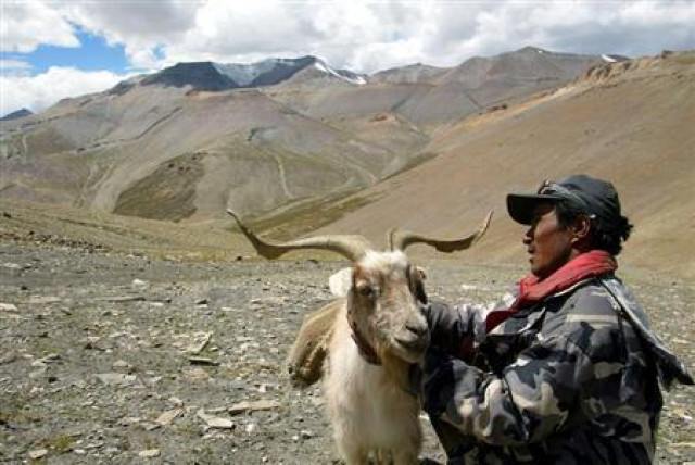 pashmina goats perishing in heavy snow on indian frontier pashmina goats perishing in heavy snow on indian frontier