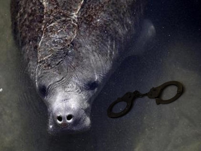 florida man charged with harassing manatee after posting photos