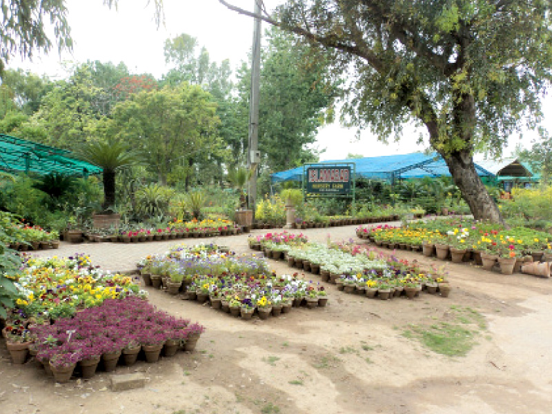 the sales area of a nursery in islamabad photo file