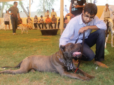 man s best friend every dog has his day to shine in the spotlight