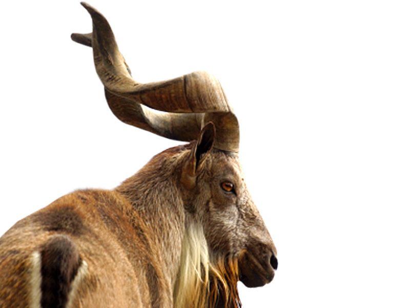 on february 20 some hunters fled after shooting dead a markhor worth rs9 5 million in birmoghlasht mountains of chitral district