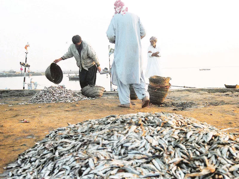 the decision puts an end to a six year long voluntary ban of exports of seafood products to the eu photo arif soomro the decision puts an end to a six year long voluntary ban of exports of seafood products to the eu photo arif soomro