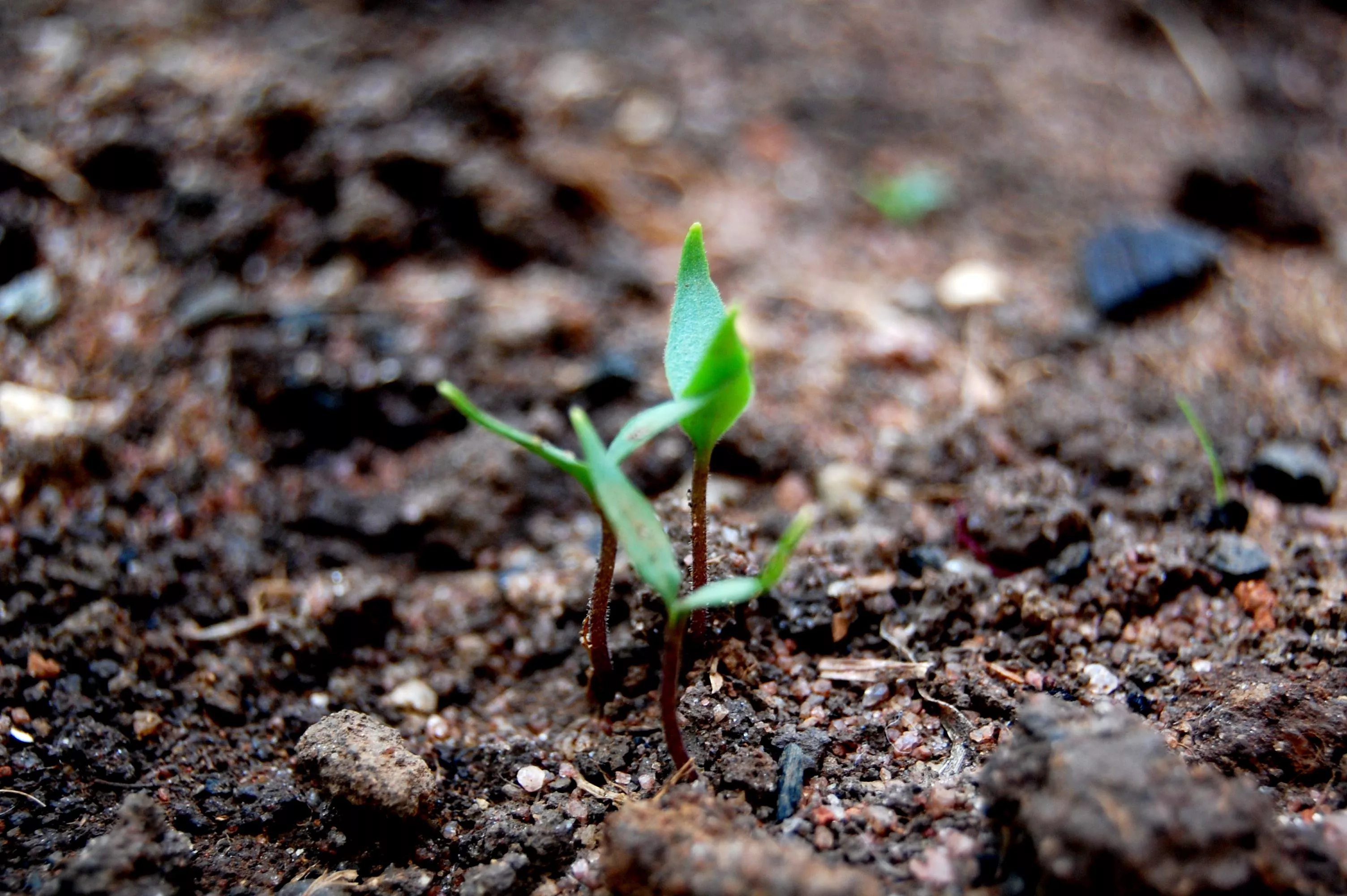earlier on wednesday the gilgit baltistan forests department announced planting of 1 100 000 saplings in the region this year photo file earlier on wednesday the gilgit baltistan forests department announced planting of 1 100 000 saplings in the region this year photo file