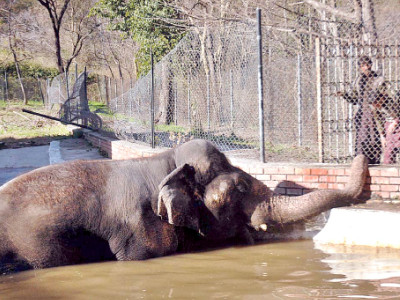 improving the zoo female elephant wanted preferably for free