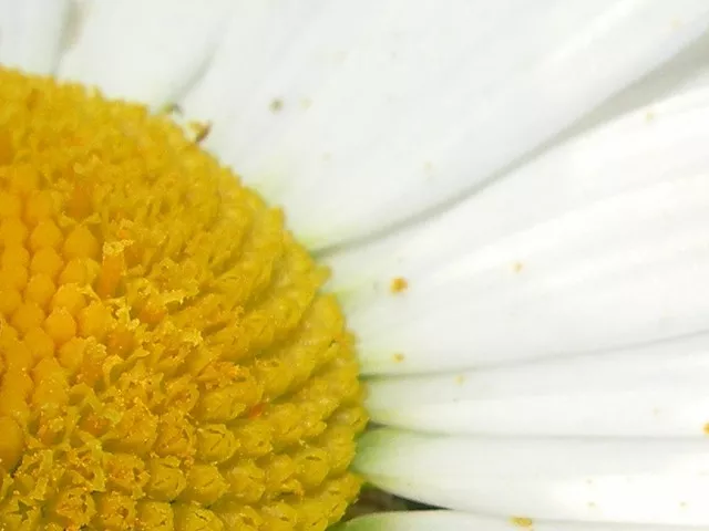 the capital has the highest pollen count in the air compared to other cities photo file the capital has the highest pollen count in the air compared to other cities photo file