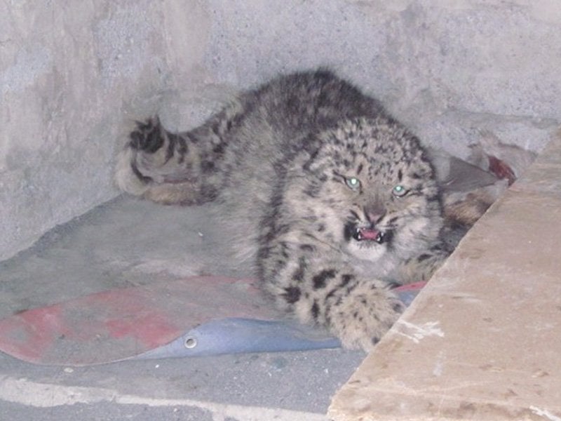 wwf save a snow leopard near the khunjerab national park photo wwf