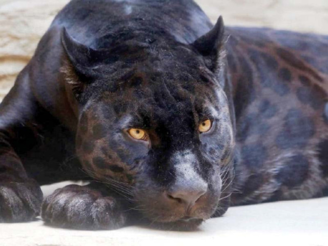 to protect this rare breed from extreme weather conditions ice is placed in their cages every day and an air cooler is also installed photo express to protect this rare breed from extreme weather conditions ice is placed in their cages every day and an air cooler is also installed photo express
