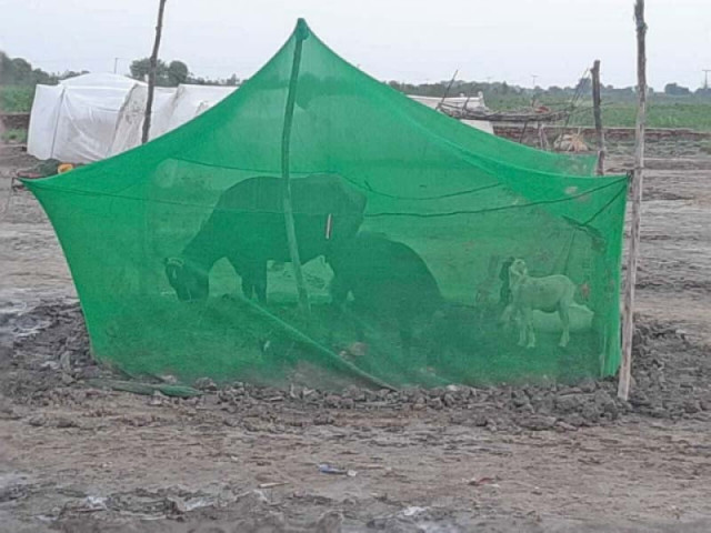 humans and cattle huddle under mosquito nets in lower sindh following exponential growth in the insect s population in the aftermath of monsoon rains photo express humans and cattle huddle under mosquito nets in lower sindh following exponential growth in the insect s population in the aftermath of monsoon rains photo express