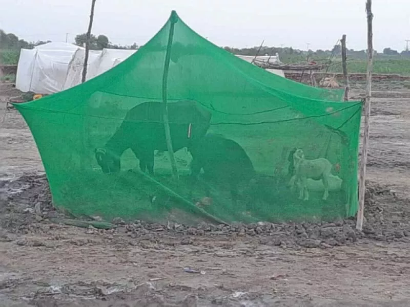 humans and cattle huddle under mosquito nets in lower sindh following exponential growth in the insect s population in the aftermath of monsoon rains photo express humans and cattle huddle under mosquito nets in lower sindh following exponential growth in the insect s population in the aftermath of monsoon rains photo express