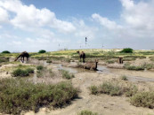 the federal government s decision to build development projects on sindh and balochistan s islands has been met with criti cism from several corners photo express file