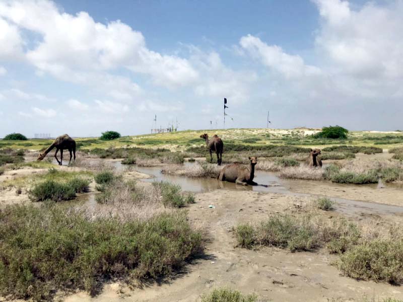 the federal government s decision to build development projects on sindh and balochistan s islands has been met with criti cism from several corners photo express file