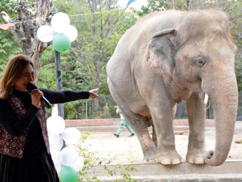 an artist sings at a farewell party organised for the 35 year old pachyderm kavaan ahead of his imminent departure for cam bodia photo online