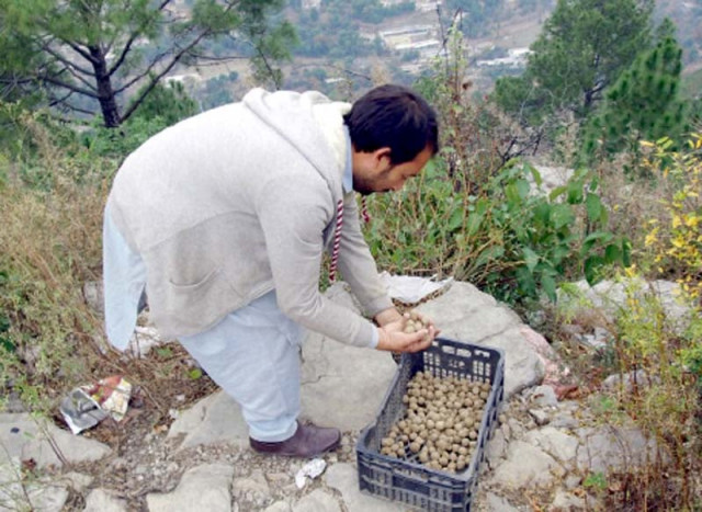 a worker prepares seed balls mud pellets holding pine seeds in a basket to throw them into the forests and hills photo reuters file a worker prepares seed balls mud pellets holding pine seeds in a basket to throw them into the forests and hills photo reuters file