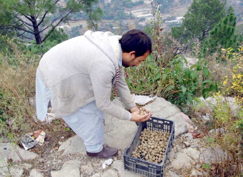 a worker prepares seed balls mud pellets holding pine seeds in a basket to throw them into the forests and hills photo reuters