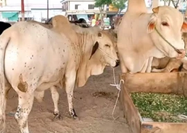 k p bans cattle entry sans health certificates