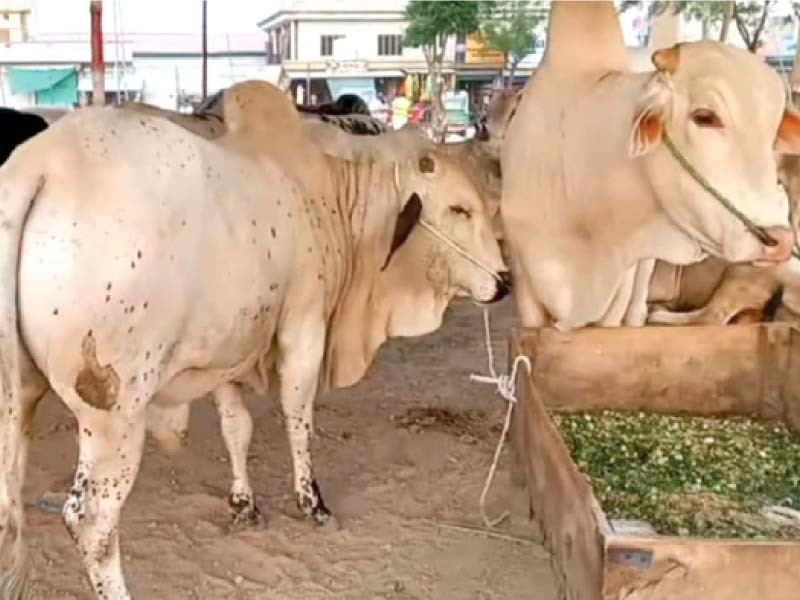 sacrificial animals at the cattle markets set up at bata chowk in rawalpindi ahead of eidul azha photo express