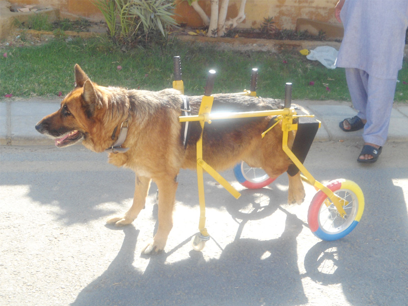 after duke above contracted tick fever causing his hind legs to collapse he couldn t even sit up the family then constructed the wheel chair so that the dog could move on his own paws photo express