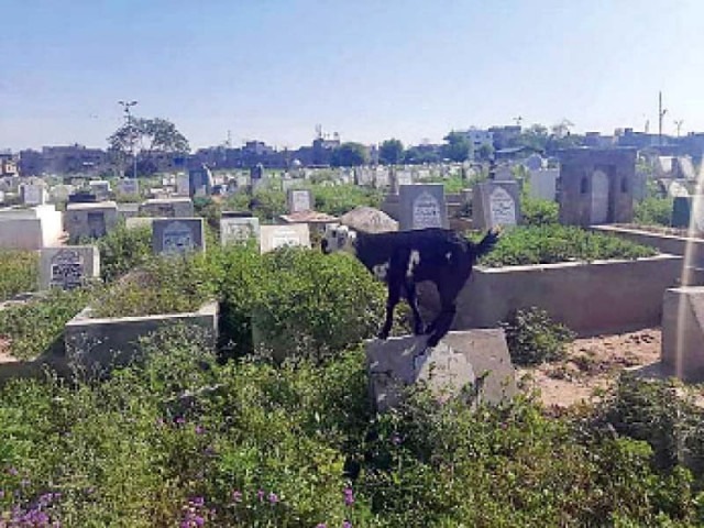 graveyards become grounds for dengue larvae