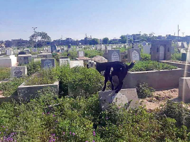 overgrown weeds and wild plants shroud graves in a cemetery in rawalpindi which has virtually become a breeding ground for dengue larvae photo express