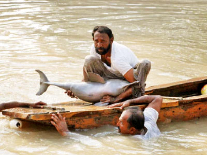 two officials of the sindh wildlife department fish out a deceased indus dolphin from the river a 2019 wildlife census found over 1 400 of the endangered species in sukkur photo file