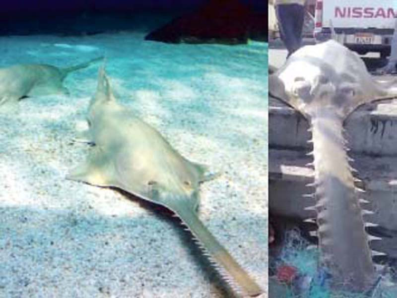 Endangered Sawfish netted off Jiwani - Vimarsana News
