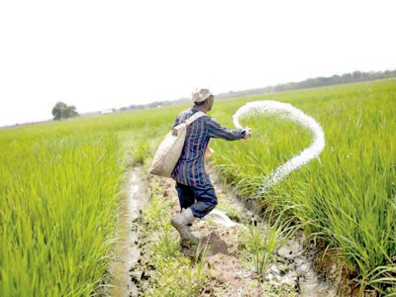 Urea shortage hits farmers hard | The Express Tribune